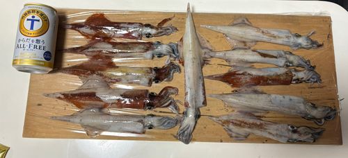 ヤリイカの釣果