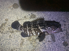 ヤイトハタの釣果