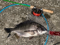 クロダイの釣果