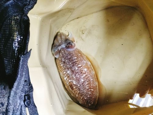 コウイカの釣果