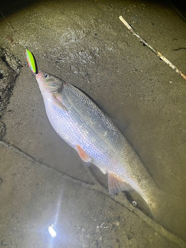 ウグイの釣果