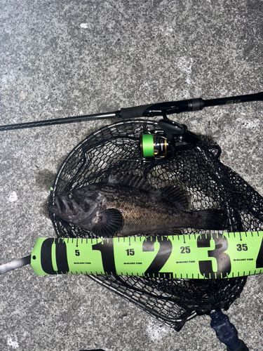 アイナメの釣果