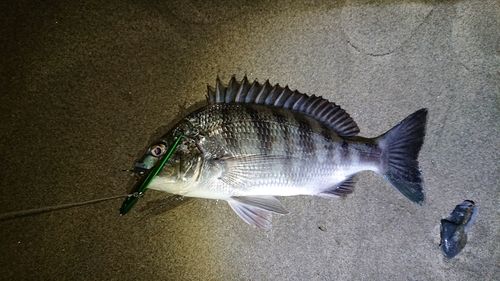 クロダイの釣果