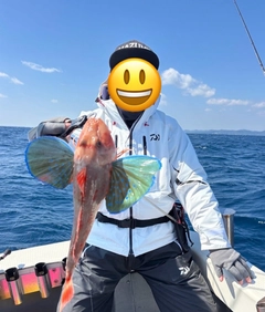 ホウボウの釣果