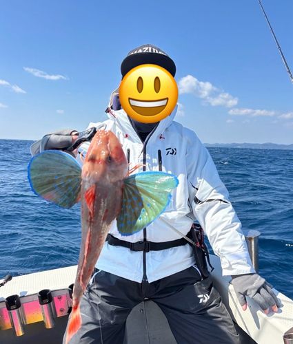 ホウボウの釣果