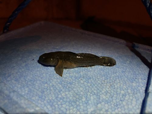 チチブの釣果