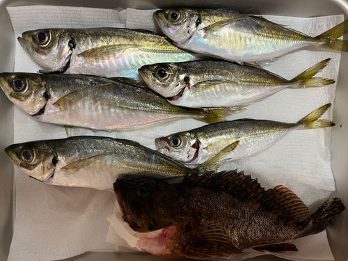 マアジの釣果