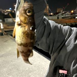 メバル