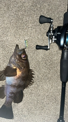 シロメバルの釣果