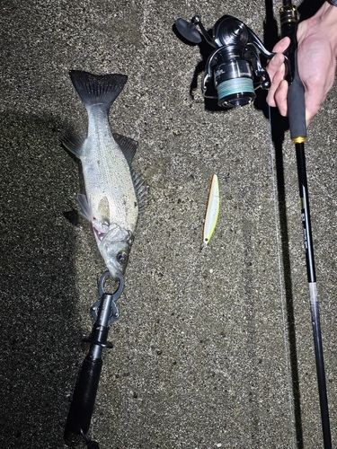 セイゴ（ヒラスズキ）の釣果