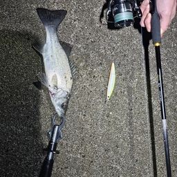 セイゴ（ヒラスズキ）