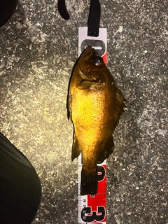 アカメバルの釣果