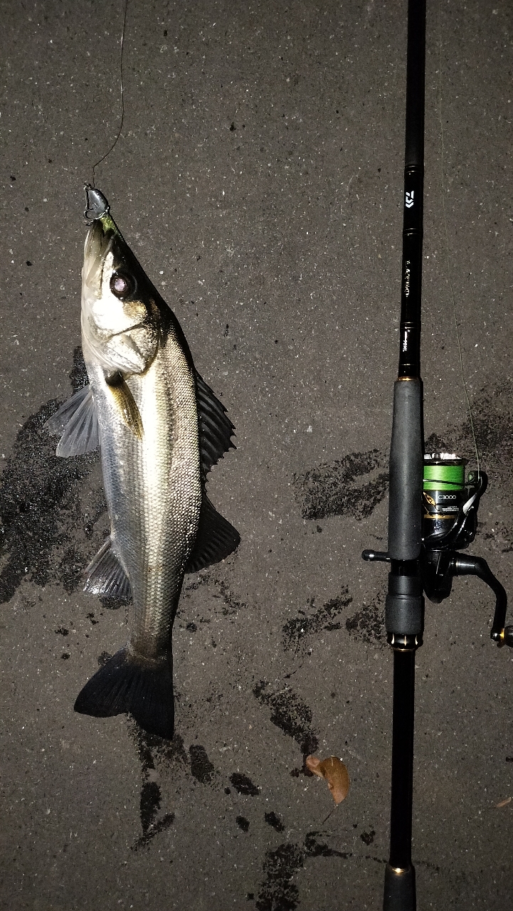 SHIMANO 20ツインパワー C3000の最安値・インプレ・釣果 | 本音