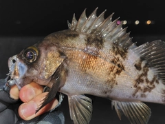 メバルの釣果