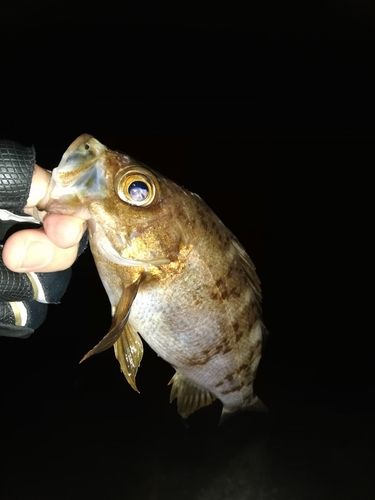 メバルの釣果
