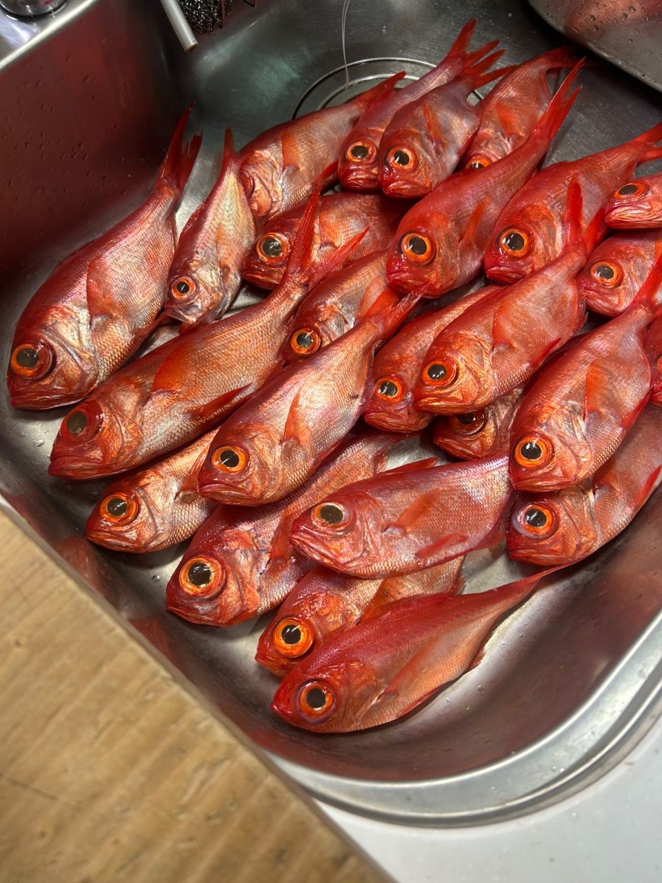 masayuki04061128さんの釣果 3枚目の画像