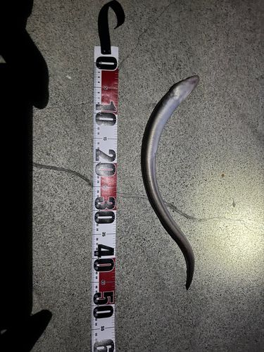 マアナゴの釣果