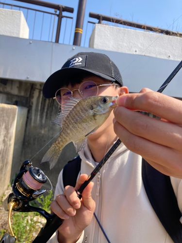 ブルーギルの釣果