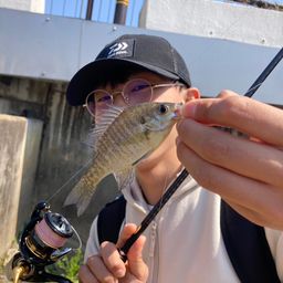 ブルーギル