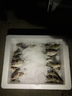 ホッケの釣果