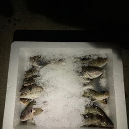 ホッケ