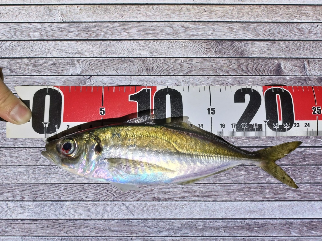 AbuGarcia ソルティーステージ プロトタイプ アジング XAJS