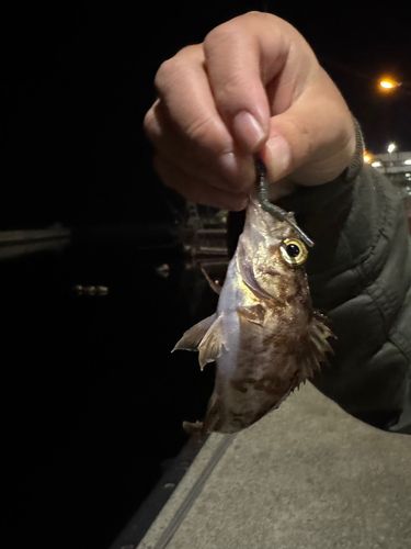 メバルの釣果