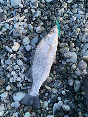 フッコ（マルスズキ）の釣果