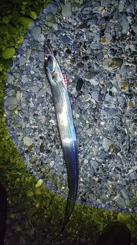 タチウオの釣果
