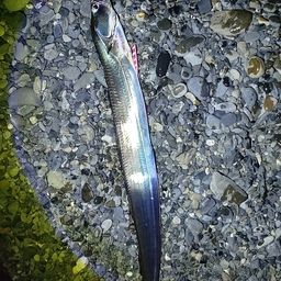 タチウオ