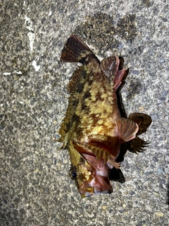 カサゴの釣果