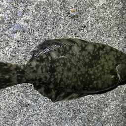 クロガシラガレイ