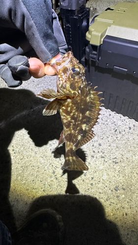カサゴの釣果