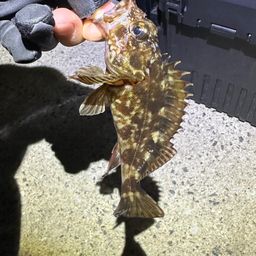 カサゴ