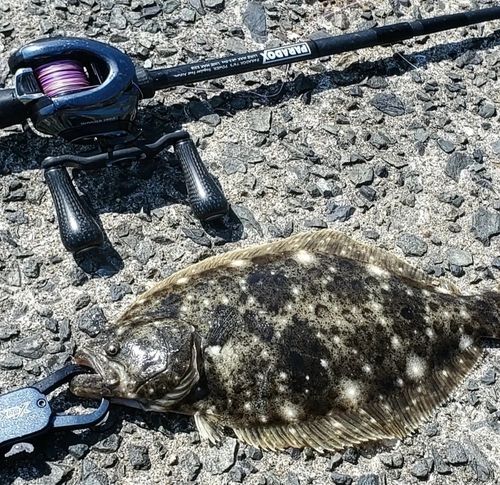 ヒラメの釣果