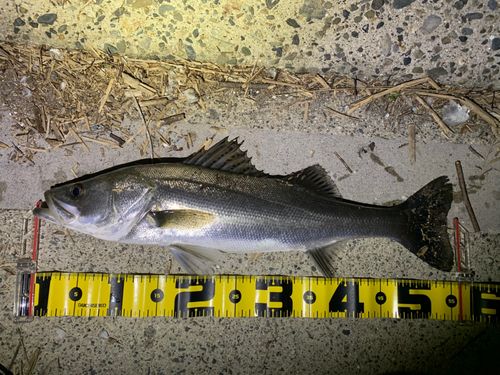 シーバスの釣果