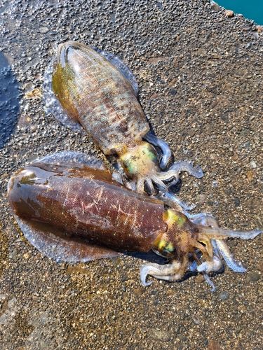 アオリイカの釣果