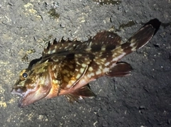 カサゴの釣果