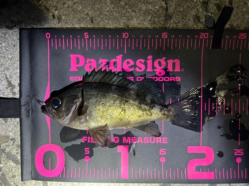 メバルの釣果