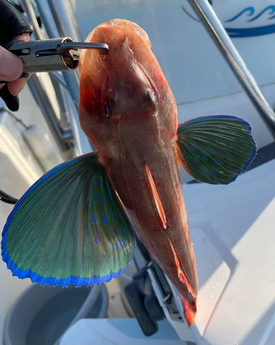 ホウボウの釣果