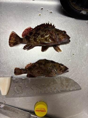カサゴ