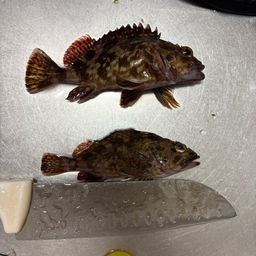 カサゴ