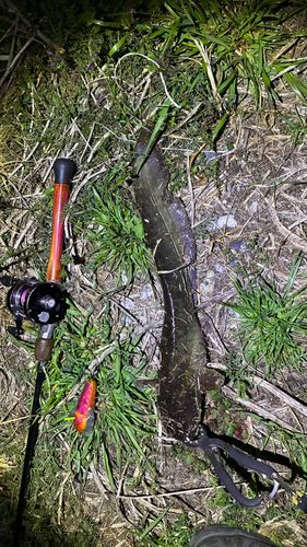 マナマズの釣果