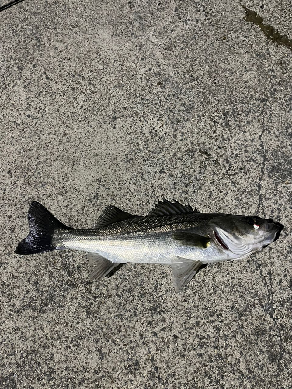 セイゴ（マルスズキ）