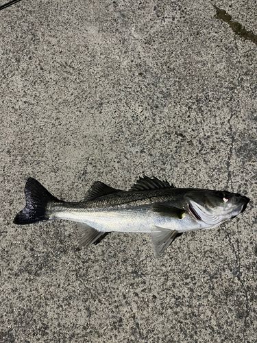 セイゴ（マルスズキ）の釣果