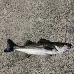 セイゴ（マルスズキ）