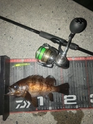 メバルの釣果