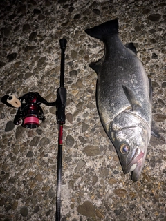 ヒラスズキの釣果