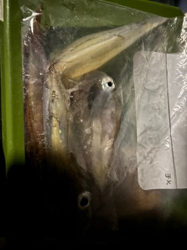 ヤリイカの釣果