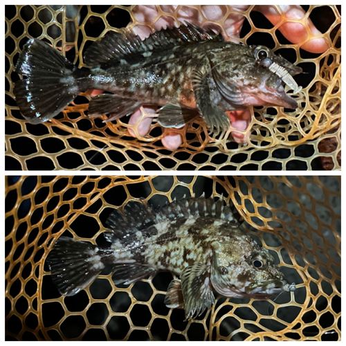 ガシラの釣果